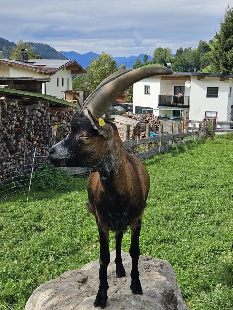Aosta Goassl
