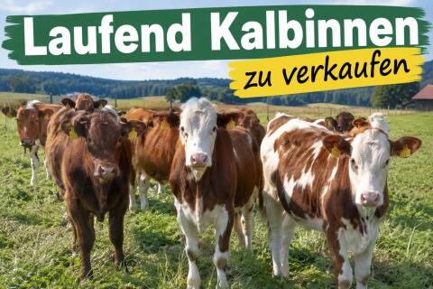 Kalbinnen
