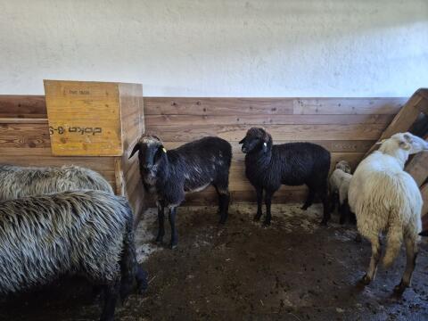 Tiroler Steinschaf Jungschafe BIO