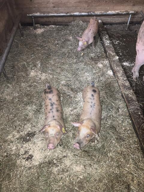 Ferkel zu verkaufen