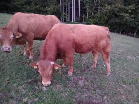 Limousin reinrassig