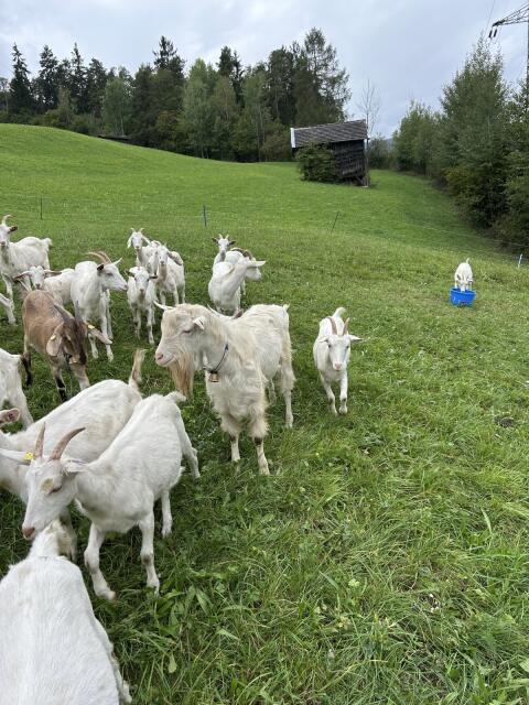Ziegenbock