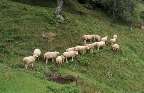 Texel Weibchen