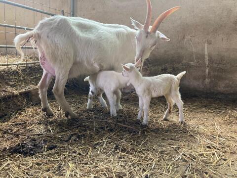 Ziege in Milch mit Kitz