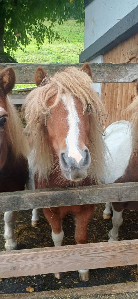 2 Shetty-Ponys