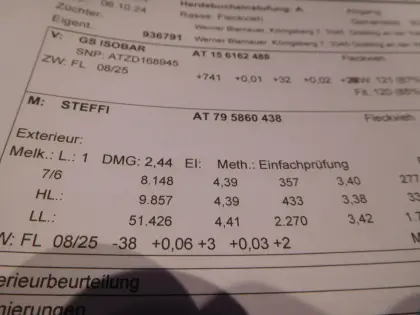 Günstige Kalbin, trächtig