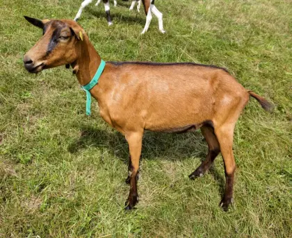 Gemsfarbige Gebirgsziege