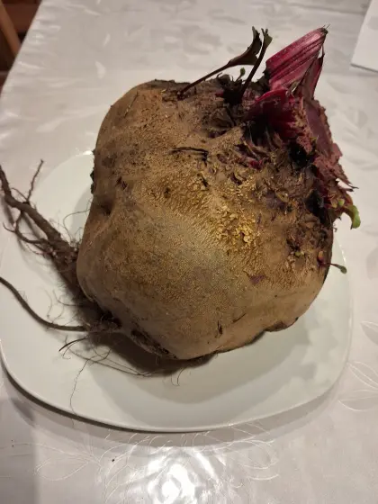 Verkaufe rote Rüben