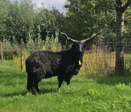 Zackelschaf-Widder gesucht
