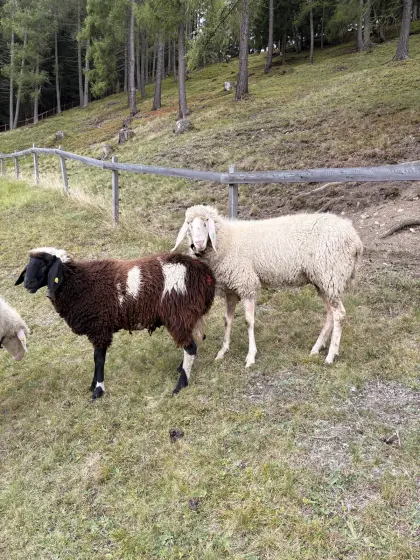Tiroler Bergschaf