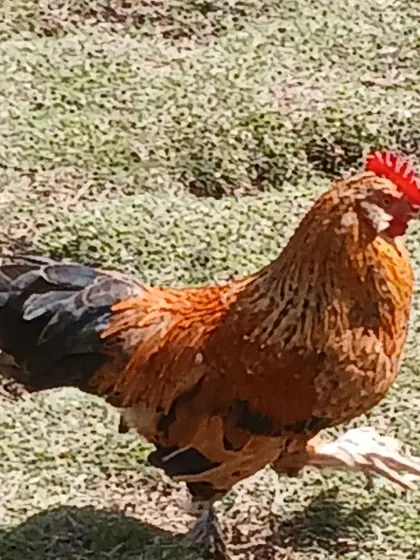 Zwerghahn