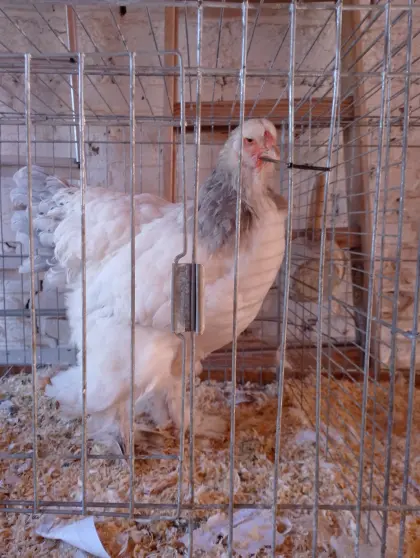 Brahma-Henne WBC zu verschenken
