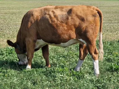 Verkaufe trächtige Bio FV Kalbin mit Abstammungsnachweis