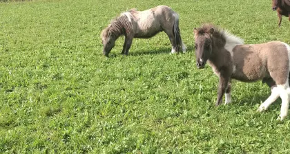 Minishettlandpony