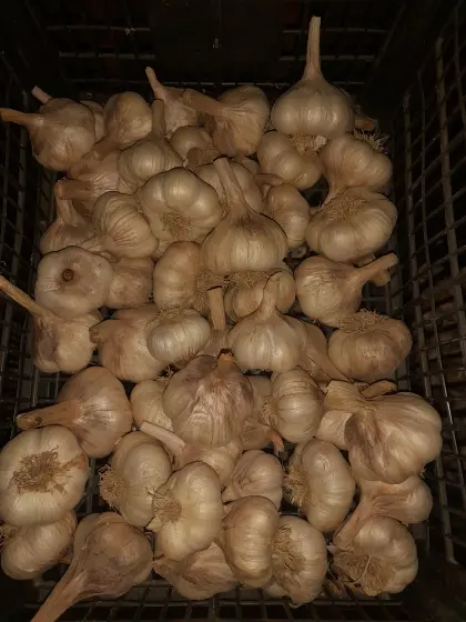 Knoblauch