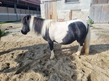 Shetty-Stute, Shetlandpony