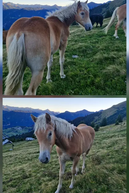 Haflinger Hengstfohlen