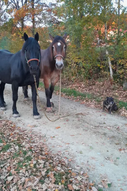 Sindi Noriker Stute, 8 Jahre