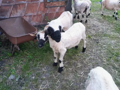 2x Walliser Schwarznasen