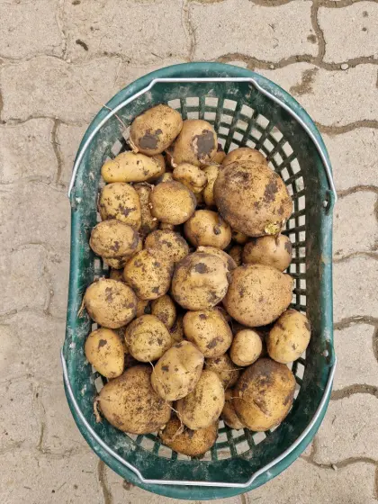 Bio-Kartoffeln, Erdäpfel, Sorte Connect