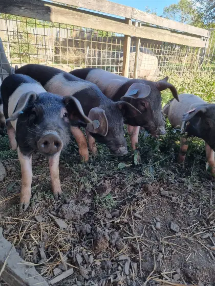 Duroc x Schwäbisch Hällische Ferkel