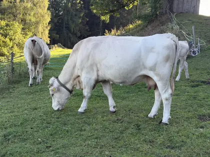 Kärntner Blondvieh Kühe, Bio