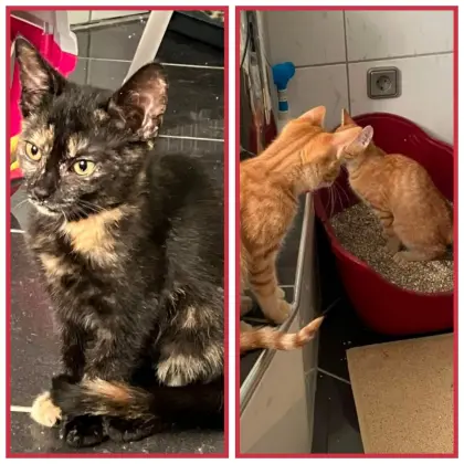 Babykatzen abzugeben