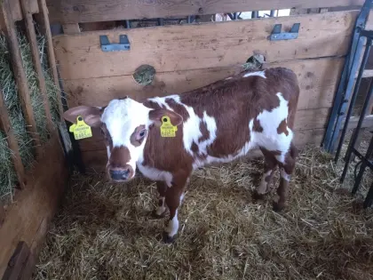 Fleckvieh-Normande Stierkalb Bio
