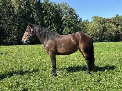 Hanna-Romy, Noriker Stute