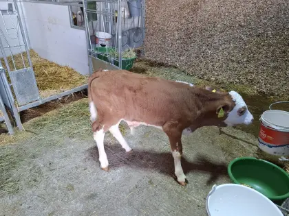 Baby-Bio-Kalb