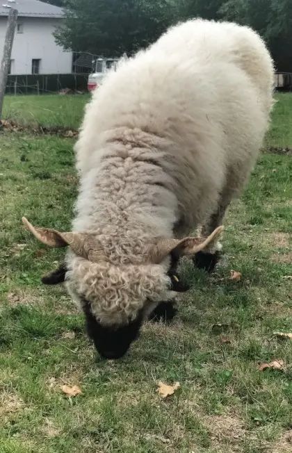 Walliser Schwarznasen