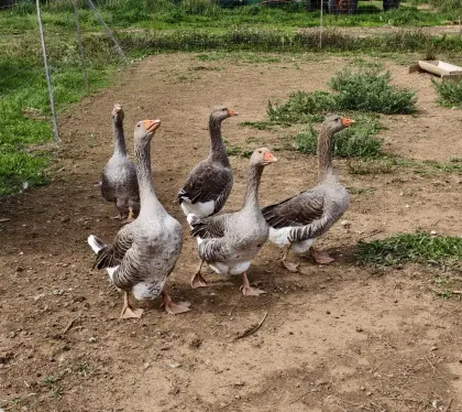 Gänse