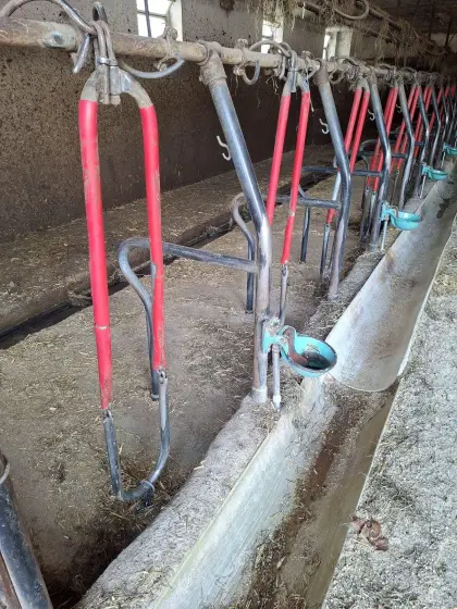 Rinderaufstallung