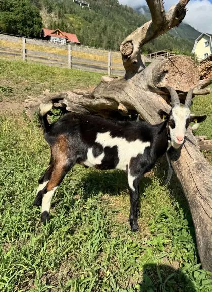 Tauernschecken-Bock
