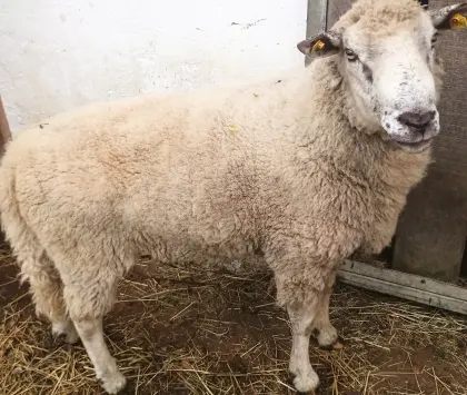 Bergschaf-Widder