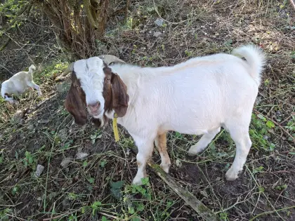 Burenziegenbock