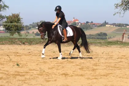 Typvolle, bewegungsstarke 8-j. deutsche Reitponystute