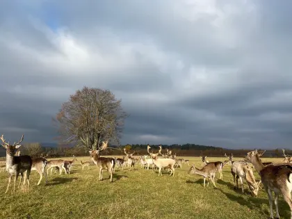 Damwild abzugeben