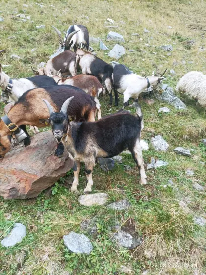 Passeirer Bock zu verkaufen