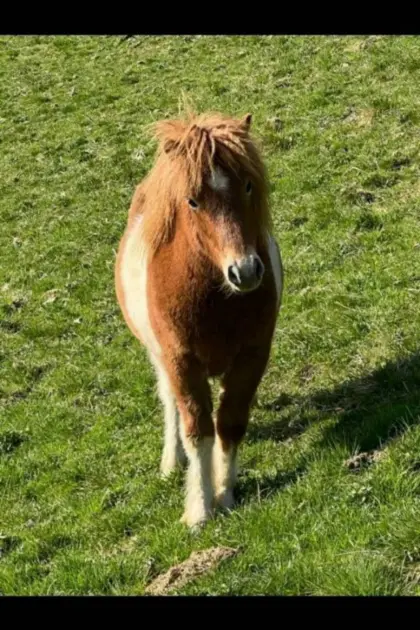Pony