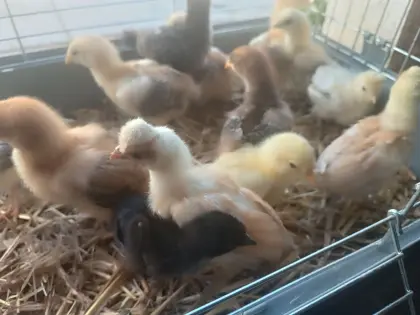 Mixküken