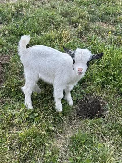 Zwergziegen