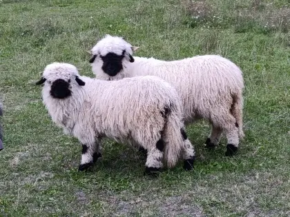 Walliser Schwarznasen-Schafe