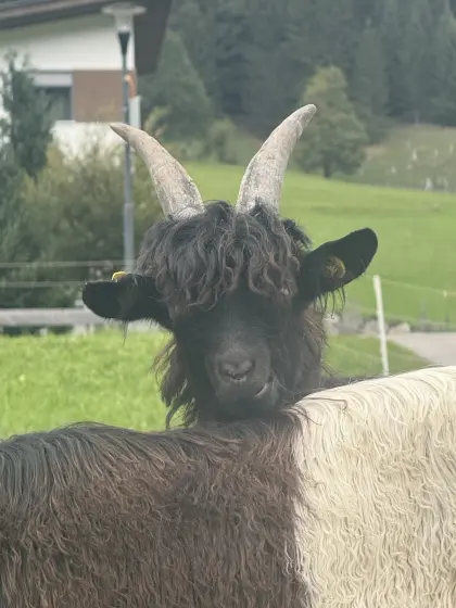 Walliser Schwarzhalsziegenböcke