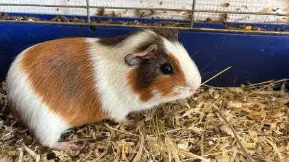 Meerschweinchen
