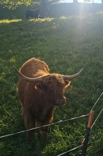 Hochlandrind-Ochse Ferdinand
