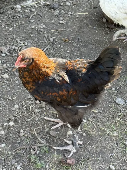 Verkaufe schönen reinrassigen Olivlegerhahn und Dongxiang