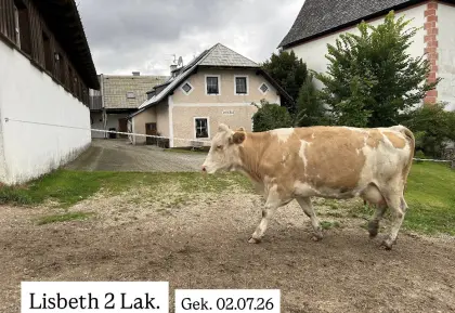 Bio Fleckviehkuh