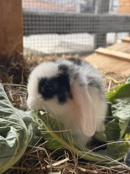 2 Mini Lop, Zwergkaninchen