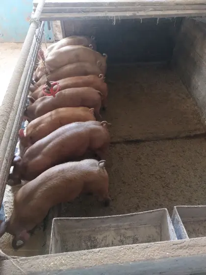 Ferkel Duroc, Pietrain